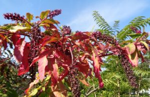 Како крмезот го најде своето место кај Македонските бронзи